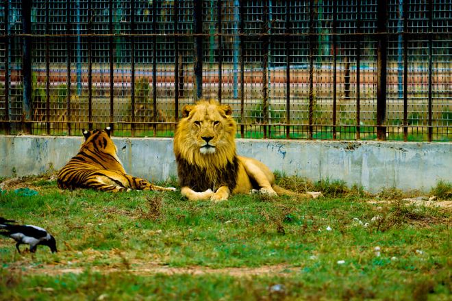 Baghdad Zoo 2